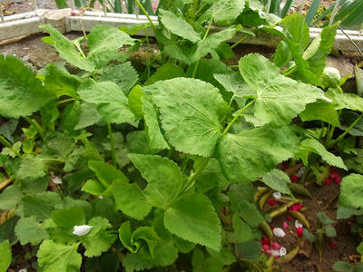 DSCF2137.jpg