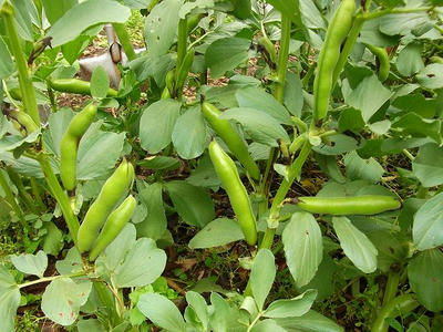 DSCF2592.jpg