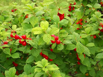 DSCF4800.jpg