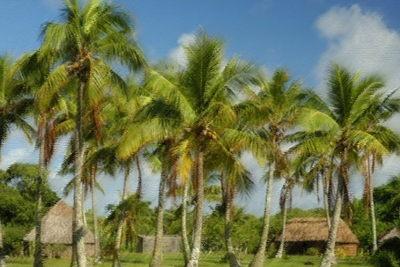 シャンプーの原料になる椰子