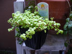 P1010404.jpg