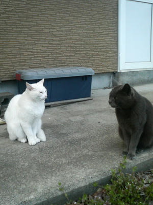 ちゃこくろ20100428