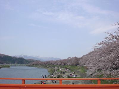 角館の桜