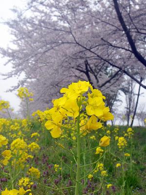 菜の花と桜