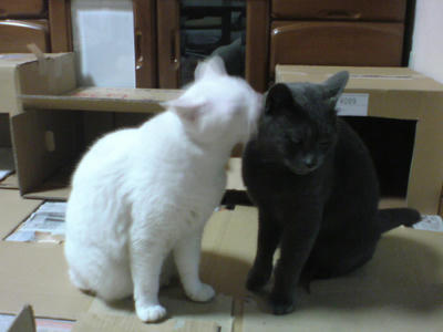 白いのと黒いの