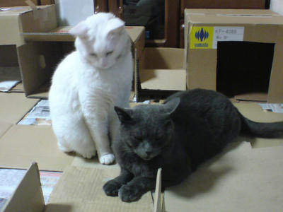 白いのと黒いの