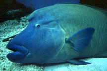 NapoleonFish001.jpg