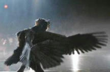 blackSwan_003.jpg