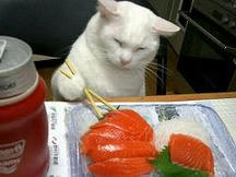 neko15.jpg