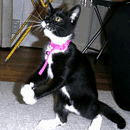 neko05.jpg
