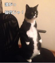 da28c188dcae7ed5118ddd3cb7b8c28c.png