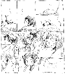 nukoman17.gif
