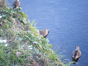 DSCF0488.jpg