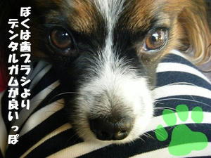 DSCF6132.jpg