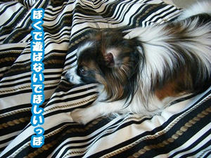 DSCF6154.jpg