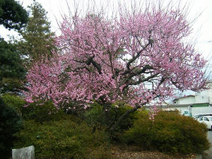 DSCF6296.jpg