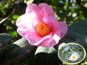 DSCF6566.jpg