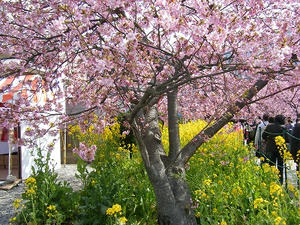 DSCF6716.jpg
