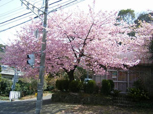DSCF6743.jpg
