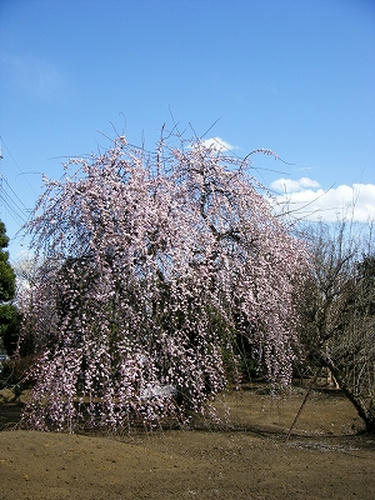 DSCF6782.jpg