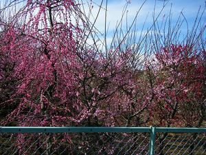 DSCF6808.jpg