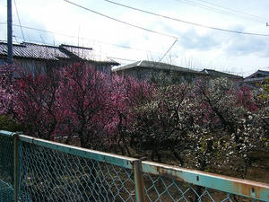 DSCF6807.jpg