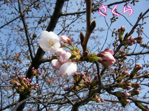 DSCF7766.jpg