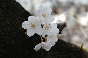 DSC_2116.jpg