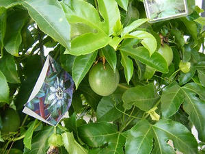DSCF9464.jpg