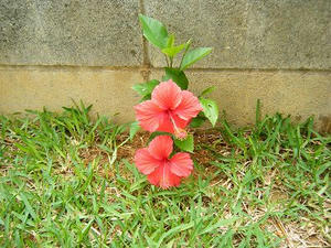 DSCF9485.jpg