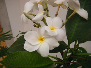 DSCF9551.jpg