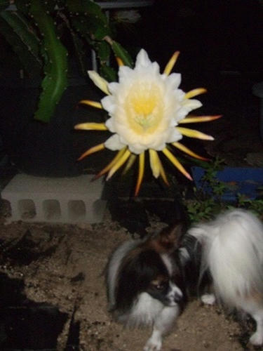 DSCF4246.jpg