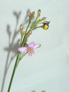 image006.jpg