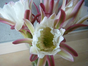 DSCF8412.jpg