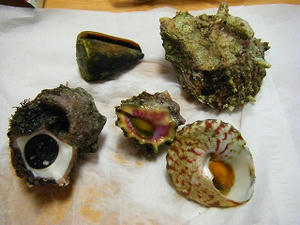 DSCF8525.jpg