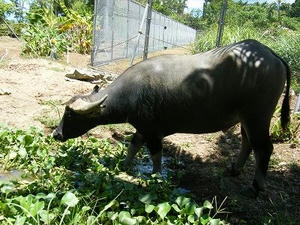 DSCF8894.jpg