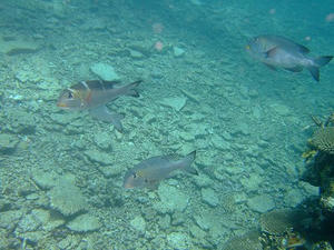 DSCF4550.jpg