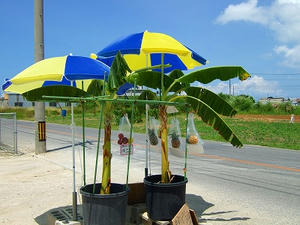 DSCF4612.jpg