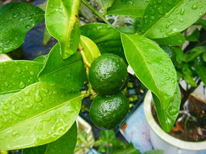 DSCF8978.jpg