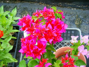 DSCF8994.jpg