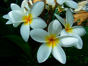 DSCF8539.jpg