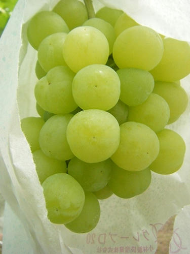 DSCF9359.jpg