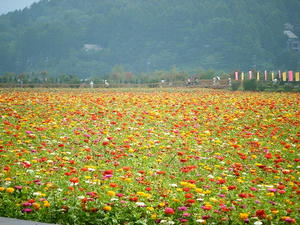 DSCF9516.jpg