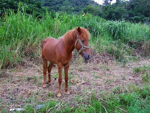 DSCF5176.jpg