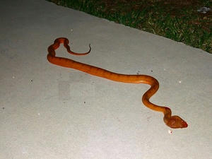 DSCF5556.jpg