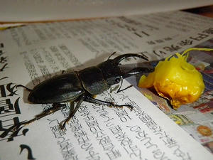 P6100045.jpg