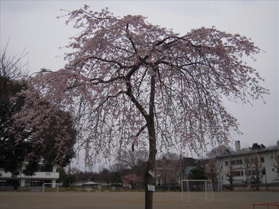 20090404-003.jpg