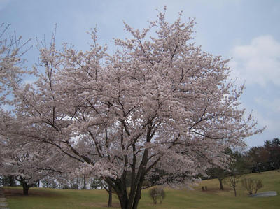 20090405-002.jpg