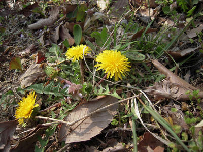 20090405-006.jpg