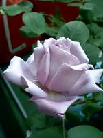 blue_1